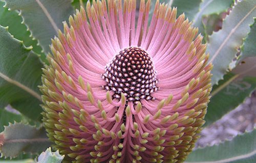 Banksia flower